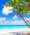 cARIBBEAN