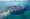 A cruise ship sailing