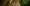 A panoramic image of a jaguar resting on a riverbed