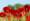 £3,000 raised for the Royal British Legion | ROL Cruise Blog