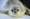 Wildlife of Antarctica | ROL Cruise Blog