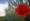 The Royal British Legion Poppy Appeal 2020 | ROL Cruise Blog
