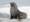 Antarctica