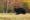 Black Bear
