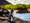 Galapagos Penguin