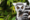 Lemur in Madagascar