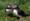 Puffins