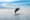 Whale
