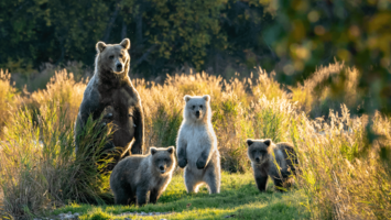 View CruiseExclusive 2027 Alaska Discovery Cruise & StayDeal