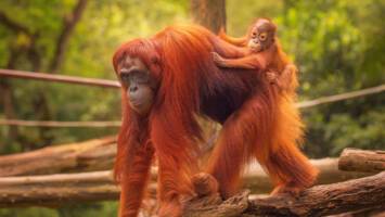 View CruiseExclusive 2027 Thailand & Vietnam, Ft. Borneo Land TourDeal