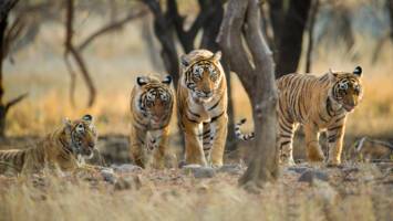 View Cruise2027 Far East Ft. Indian Golden Triangle, Tigers & ShimlaDeal