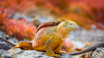 View CruiseAll-Inclusive Galápagos Islands Expedition SaleDeal