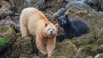 View Cruise2027 Luxury Great Bear Rainforest & Alaskan ExplorerDeal