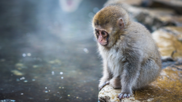 View Cruise2027 Best of Japan ft. Snow Monkeys & Mount. FujiDeal