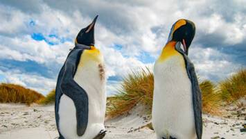View CruiseExclusive 2028 South American Discovery Ft. Falkland IslandsDeal