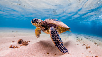 View Cruise2028 Tahiti, Hawaii & South Pacific HighlightsDeal