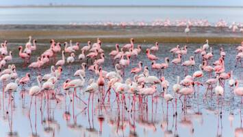 View Cruise2026 All-Inclusive 6★ West African Discovery SaleDeal