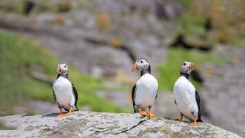 View Cruise2028 Adults-Only 5★ No-Fly British Isles DiscoveryDeal