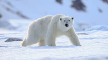 View Cruise2027 All-Inclusive 6★ Glaciers & Wildlife of SvalbardDeal