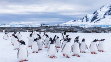 View CruiseExclusive 2028 Luxury South America & Antarctica DiscoveryDeal