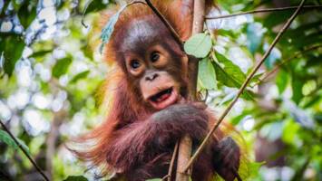 View CruiseExclusive 2028 Thailand & Vietnam, Ft. Borneo Land TourDeal