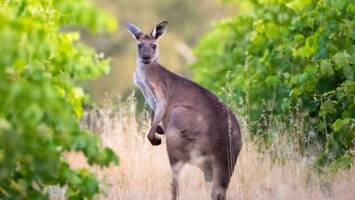 View Cruise2027 Australia & New Zealand by Land, Rail & SeaDeal