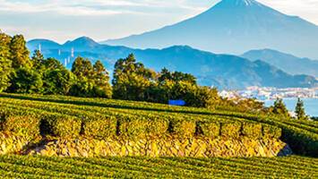 View CruiseGrand Circle Japan Cherry BlossomsDeal