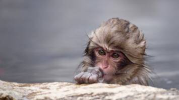 View Cruise2026 Japan Discovery Featuring Snow Monkeys & Mount. FujiDeal