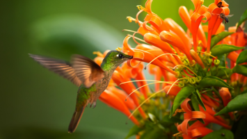 View Cruise2028 5★ Rio De Janeiro to Miami & the Mighty AmazonDeal