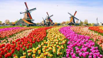View CruiseHolland & Belgium at Tulip Time from AmsterdamDeal