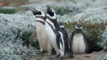 View CruiseFjords & Glaciers of Southern Chile & PatagoniaDeal