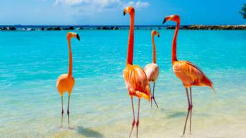 View Cruise2028 Caribbean Adventure Cruise & StayDeal