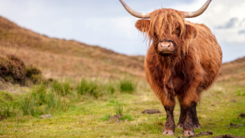 View CruiseThe Scottish Isles – Island Hopping in the HebridesDeal