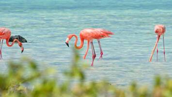 View Cruise7-Day Treasures of Aruba, Bonaire & Curacao Deal