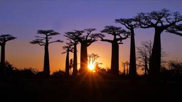 View CruisePort Louis To Cape TownDeal