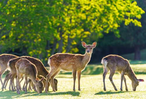 Nara Park, Japan