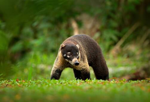 National Park Manuel Antonio - Puerto Quepos, Costa Rica