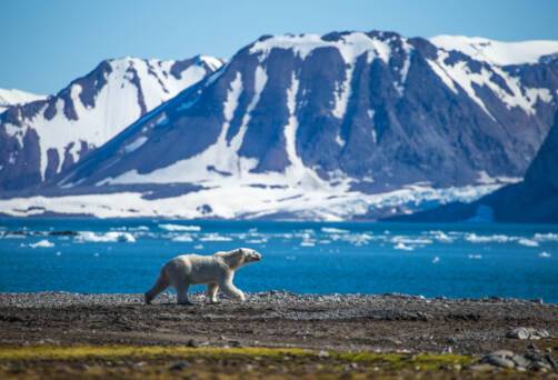 Exploring Spitsbergen