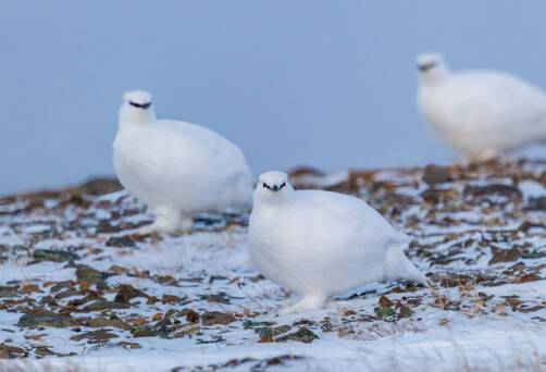 Rock ptarmigan Svalbard