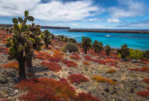 South Plaza (Santa Cruz)