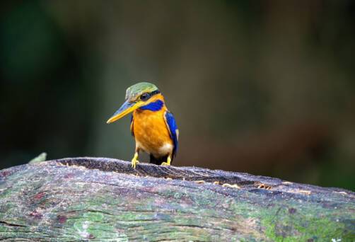 Malaysian wildlife