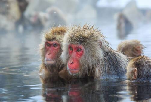 Snow Monkeys