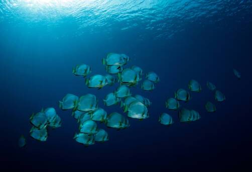 Pulau Koon, Indonesia