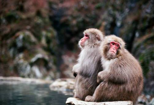 Snow Monkeys