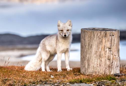 Arctic Fox