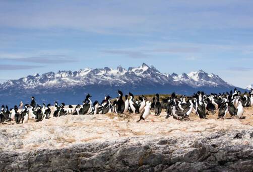 Cruising Beagle Channel