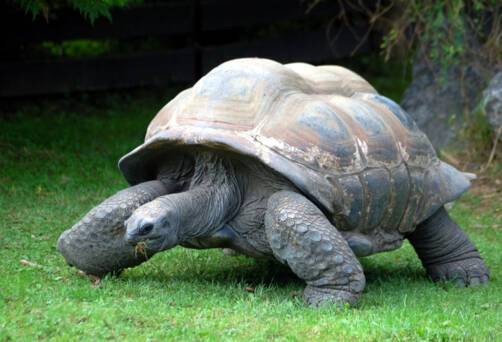 The giant tortoise