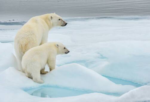 Polar Bears