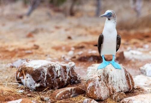 North Seymour Island, Ecuador