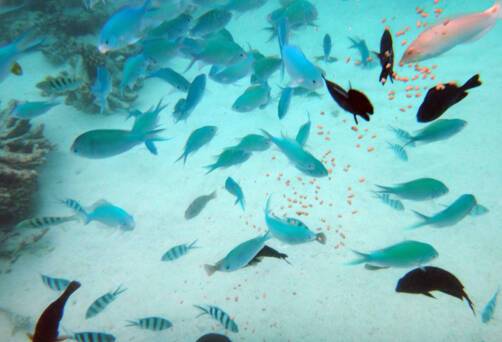 Aneityum Island, Vanuatu